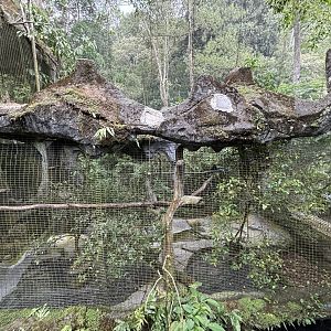 Oriental Pied Hornbill Aviary