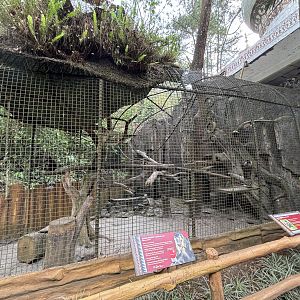 Siberut Macaque Exhibit #2