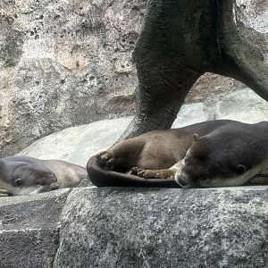 Smooth-coated Otters