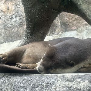 Smooth-coated Otter