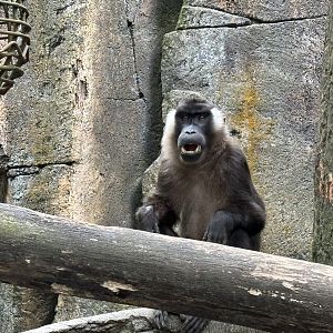 Siberut Macaque