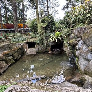 Pygmy Hippo Exhibit #5