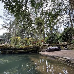 Pygmy Hippo Exhibit #6