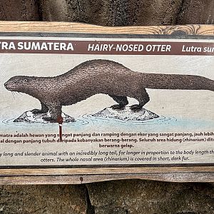 Hairy-nosed Otter Sign