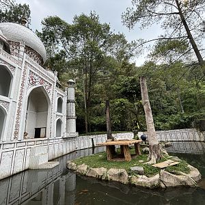 White Tiger Exhibit - small!