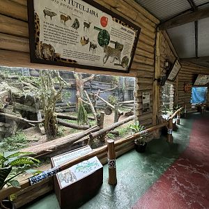 Javan Leopard Exhibit