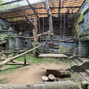 Javan Leopard Exhibit