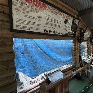 Jaguar Exhibit - under renovation