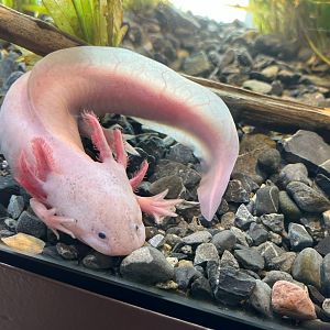 Lake Xochimilco Axolotl
