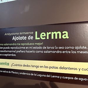 Lerma axolotl sign