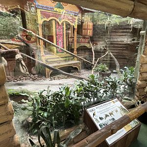 Asiatic Golden Cat Exhibit
