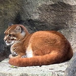 Asiatic Golden Cat