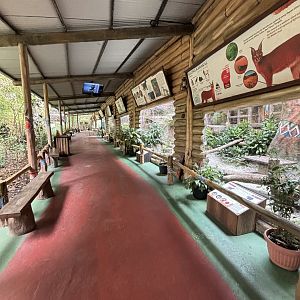 Row of Feline Exhibits