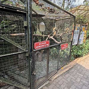Squirrel Monkey Exhibit