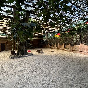 Eastern Grey Kangaroo Exhibit