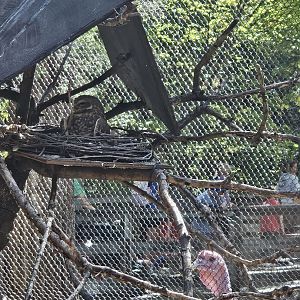 Burrowing Owl and Wild Turkey