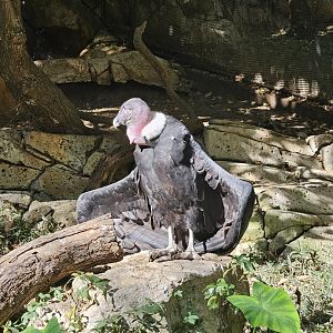 Andean condor gets some sun