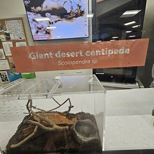 The centipede sign