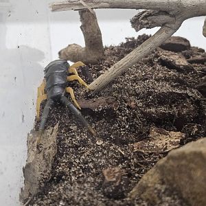 Giant Desert Centipede