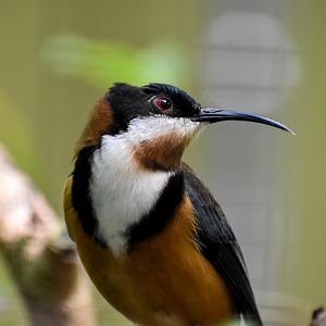 Eastern Spinebill