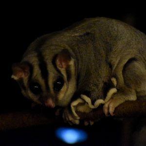 Squirrel Glider