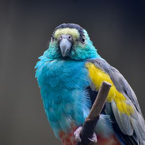 Golden-shouldered Parrot