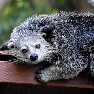 Binturong