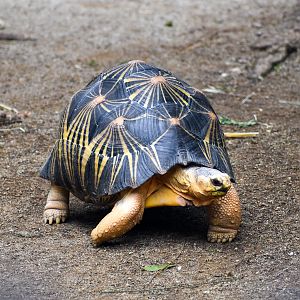 Radiated Tortoise