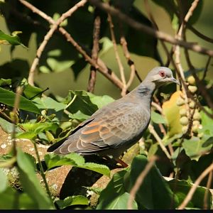 Dusky Turtle-dove