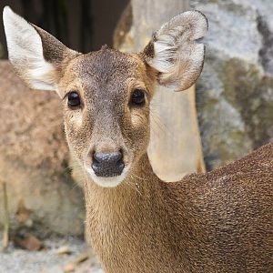 Indian Hog Deer (Axis porcinus)