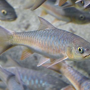 Soro Brook Carp (Neolissochilus soroides)