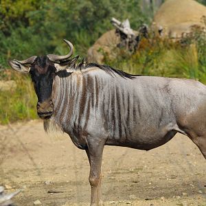 Eastern White Bearded Wildebeest- 4th September 2024