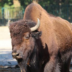 American Wood Bison- 4th September 2024