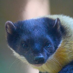 Northern Yellow Throated Marten- 4th September 2024