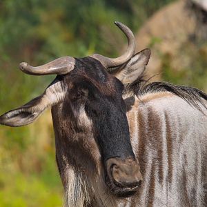 Eastern White Bearded Wildebeest- 4th September 2024