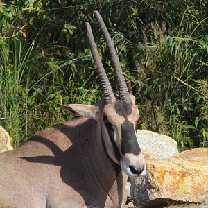 Beisa Oryx- 4th September 2024