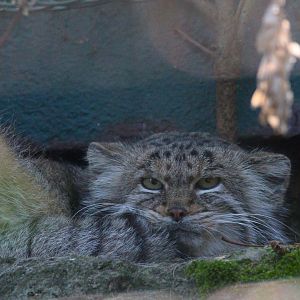 Siberian Pallas Cat- 4th September 2024