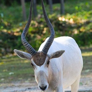 Addax- 4th September 2024