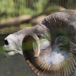 Marco Polo Argali (Sheep)- 4th September 2024