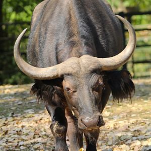 Cape Buffalo- 4th September 2024