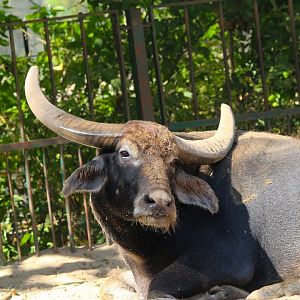 Asian Water Buffalo- 4th September 2024