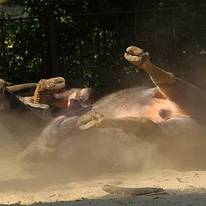 Asian Water Buffalo- 4th September 2024