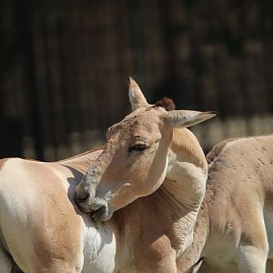 Turkmenian Kulan- 4th September 2024