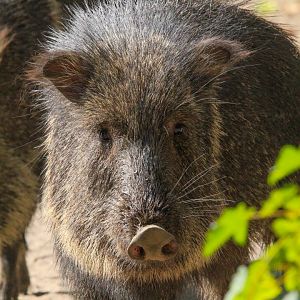 Chacoan Peccary- 4th September 2024