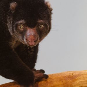 Bear Cuscus- 4th September 2024