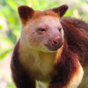 Goodfellow's Tree Kangaroo- 4th September 2024