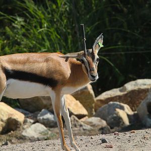 Thomson's Gazelle- 4th September 2024