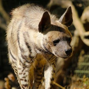 Arabian Striped Hyena- 4th September 2024