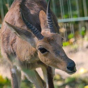 Southern Mountain Reedbuck- 4th September 2024