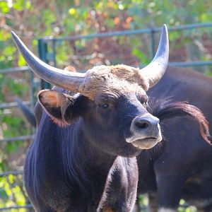 Gayal- 4th September 2024